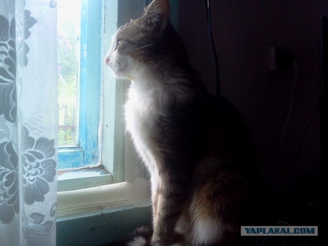 Котовторник