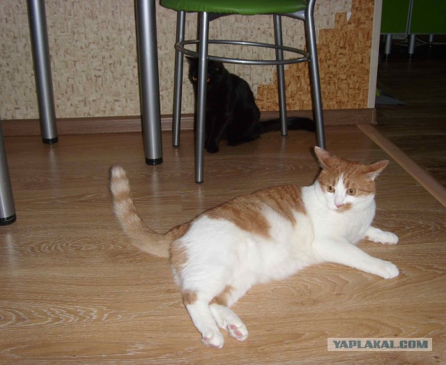 Котовторник однако