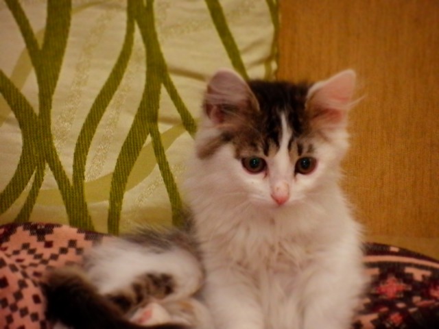 Кошка SOSка