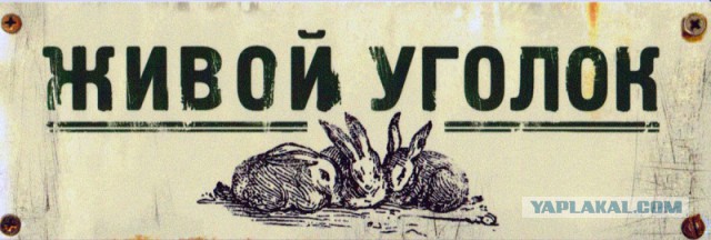 Как модели «Плейбоя» выглядят без макияжа