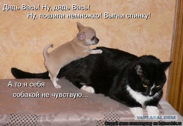 Собаки против котов