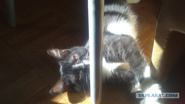 Котовторник 29-09-2015,