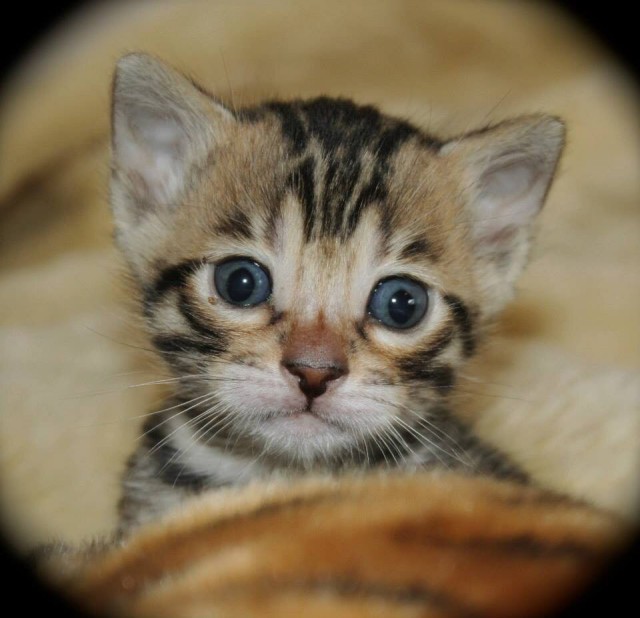 Котовторник 03.11.2015