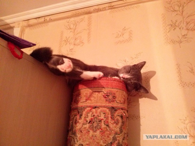 Котовторник 15.12.2015