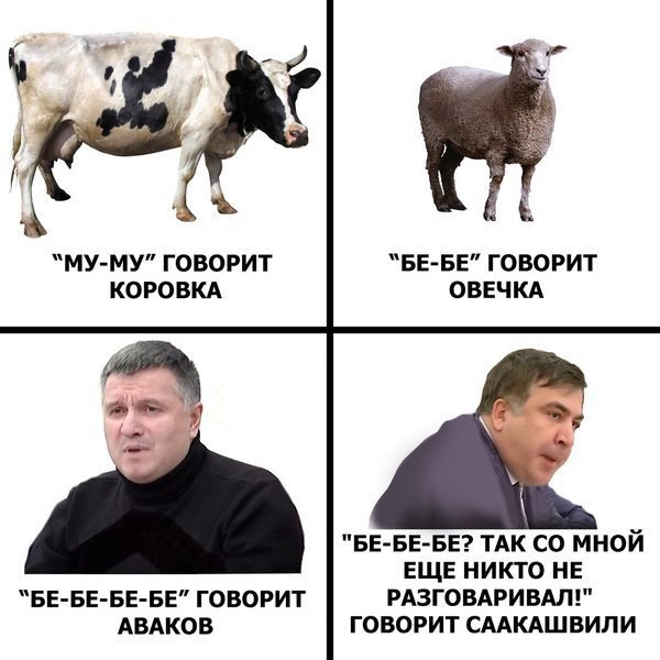 В мире животных