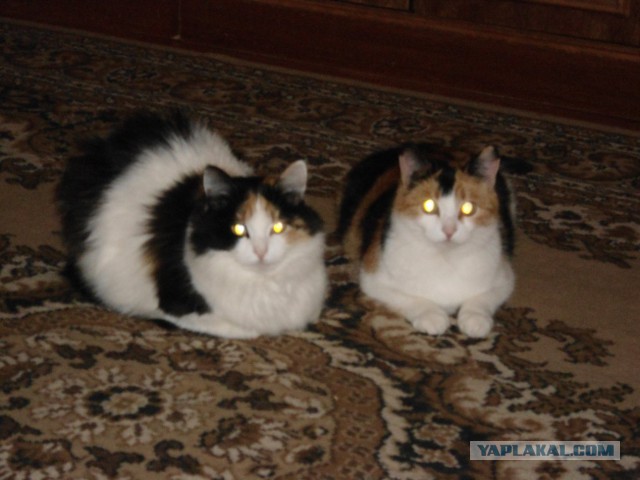 Котовторник 25.10. 2016