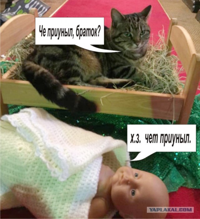 Церковный кот вышвырнул младенца–Христа из яслей
