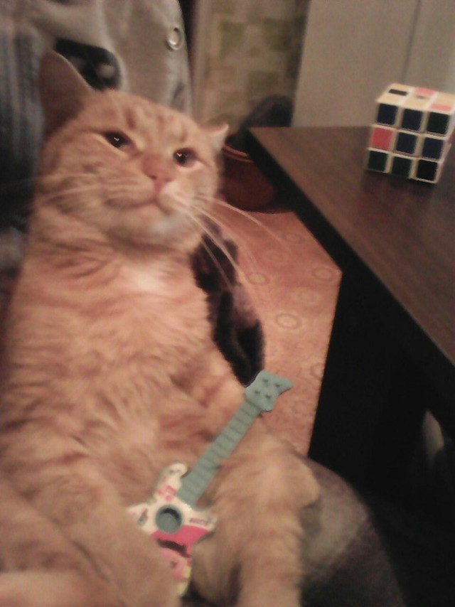 Коты и Кошки