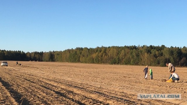 В поисках золота! Везёт даже на выбитом поле!