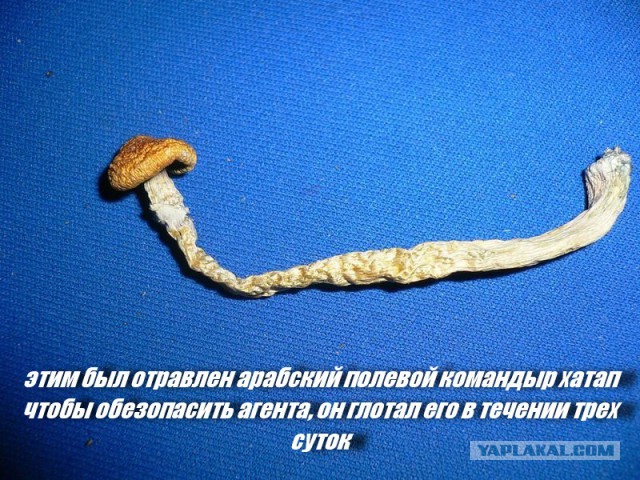Как ликвидировали Хаттаба, подробности