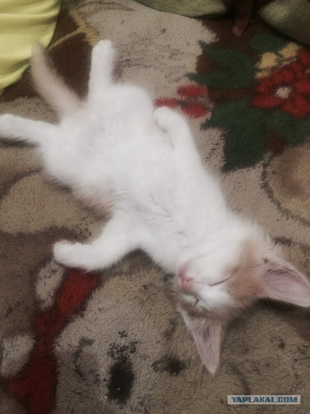 Котовторник  23.01.2018