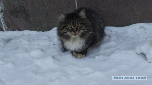 Котовторник 27.03.2018