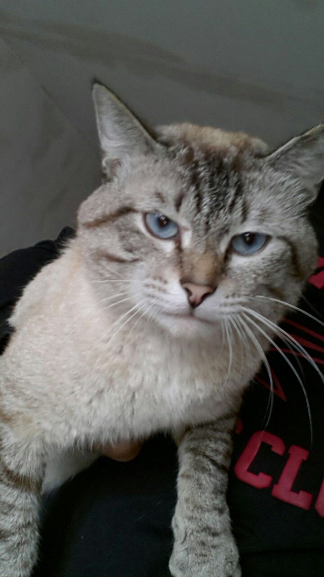 Кот без прикрас