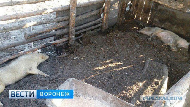 В моём городе комары просто жрут людей!