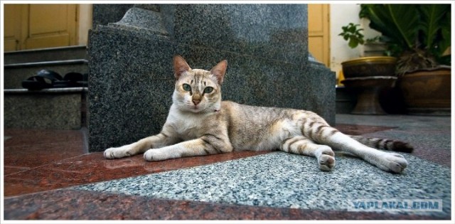 Котовторник на ЯПлакалъ
