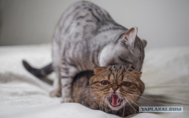 Котовторник  31.07.2018