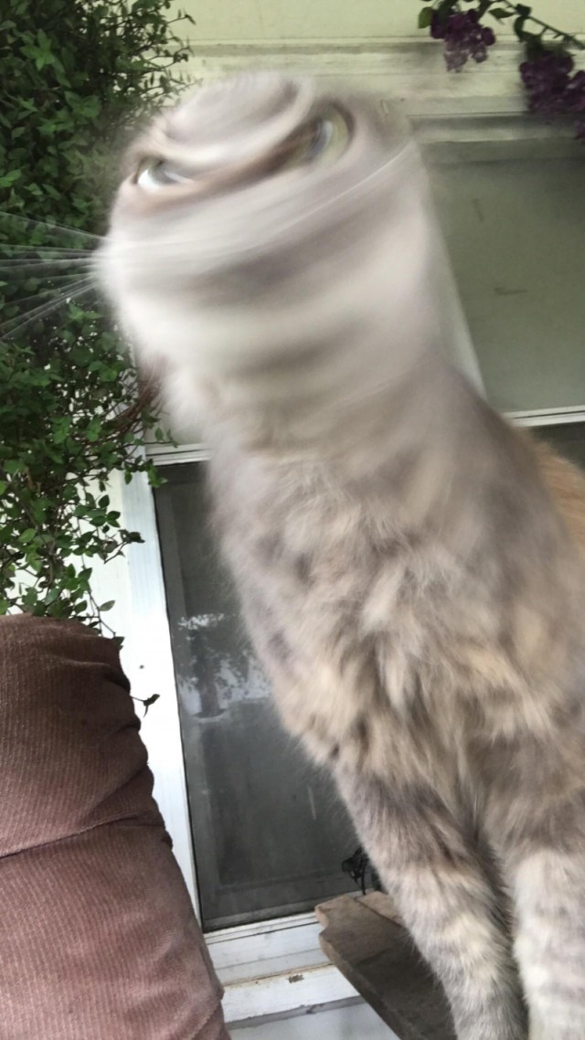Прикольных котов пост