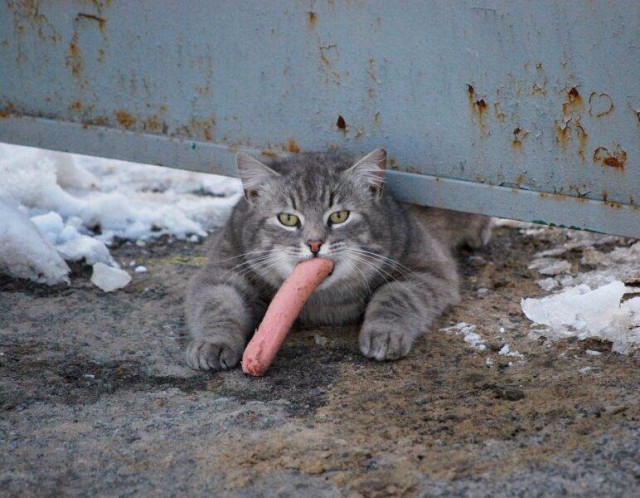Живность из сети