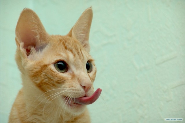 Котовторник - С праздником, котоводы!