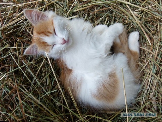Котовторник уже сегодня!
