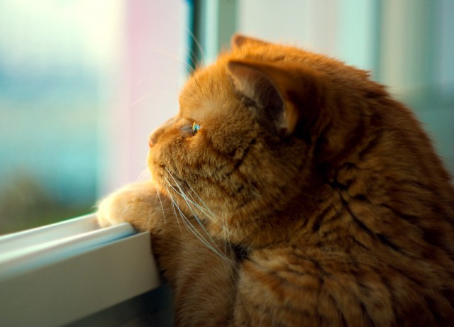 Котовторник!