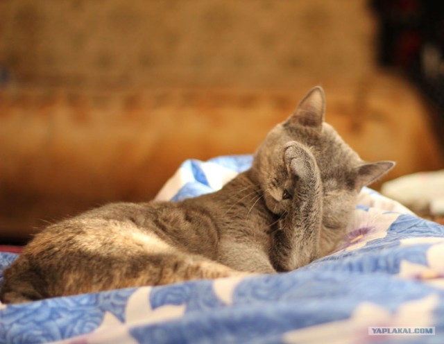 Котовторник  07.06.11