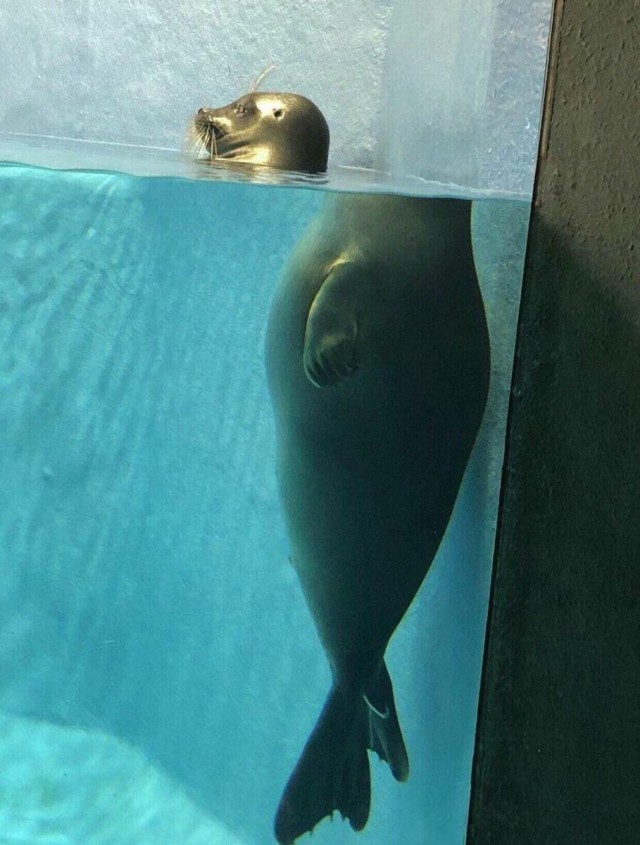 Живность из сети