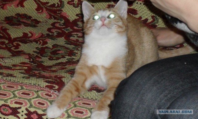 Котовторник! 08.11.11
