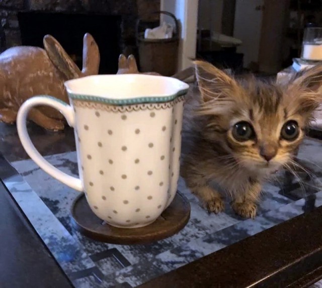 Прикольных котов пост