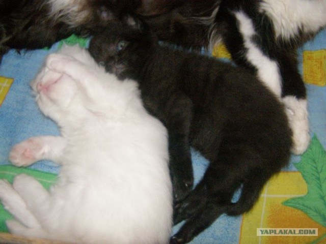 Котовторник 1 мая 2012