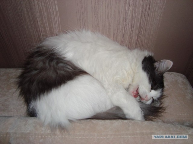Котовторник 8 мая 2012
