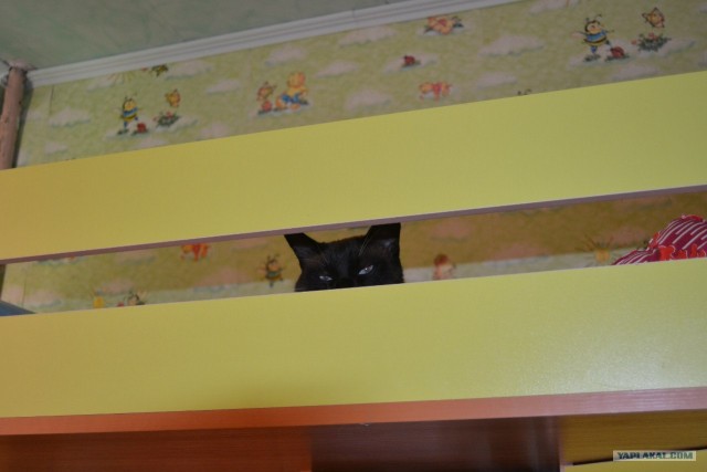 Котовторник 10. 07. 2012