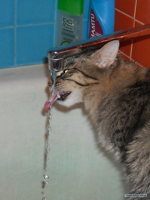 Котовторник 11.09.2012