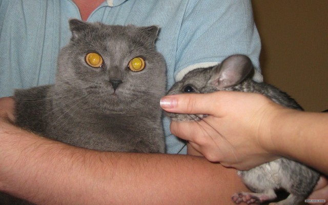 Котовторник  16.10.12