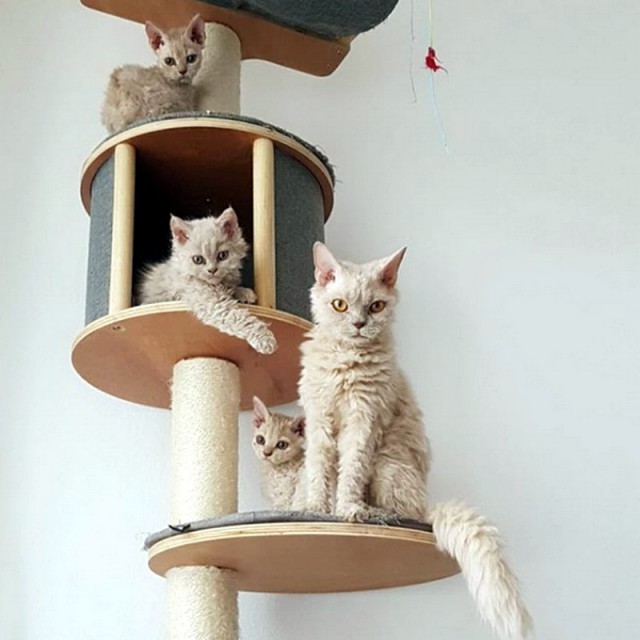 Забавные фото котеек