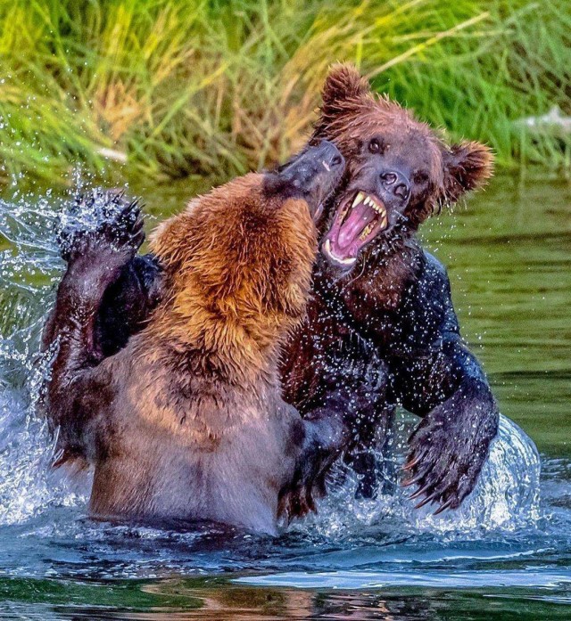 Живность из сети