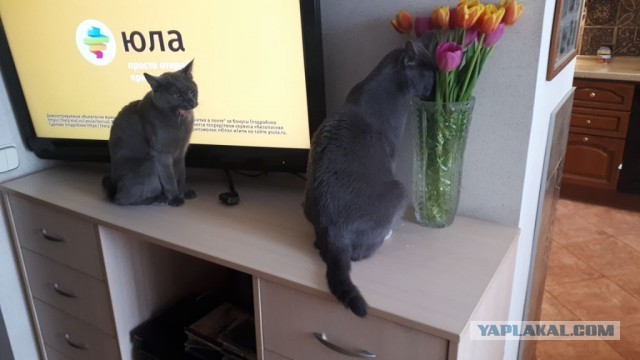 Можно начинать? Котовторник от 05.05.20