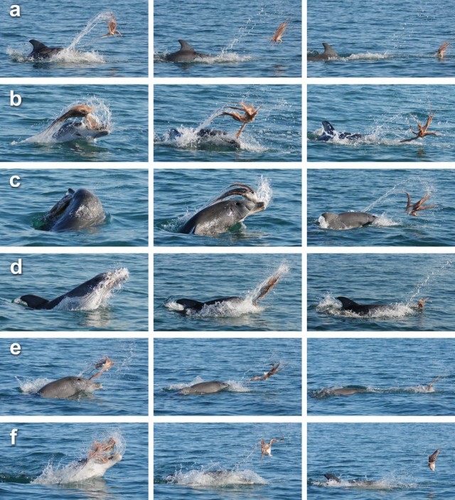 Почему дельфины – го*нюки морского мира?