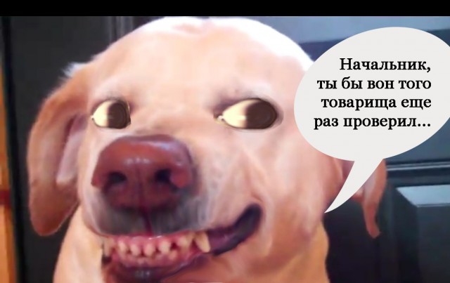 Виновный лабрадор