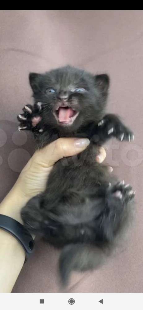 Котовторнику быть!