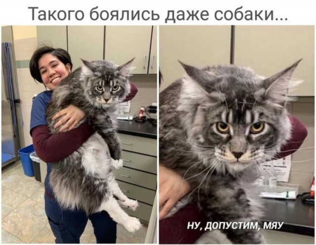 Картинки и фразы 9-го июня... тридцать штук