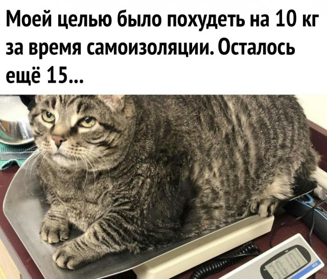 9 килограмм милоты