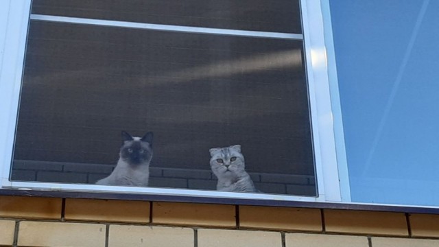 Котяра на стукача не подписался