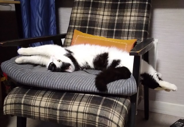 Котовторник