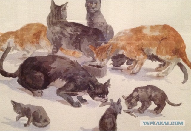Котовторник. Февраль