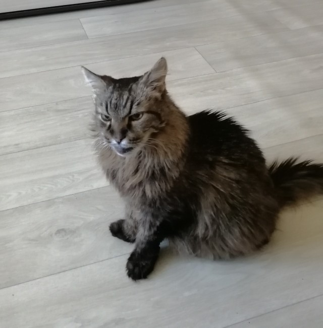 Котаны вне политики