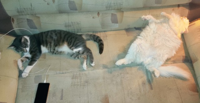 Котовторник ведь начался!