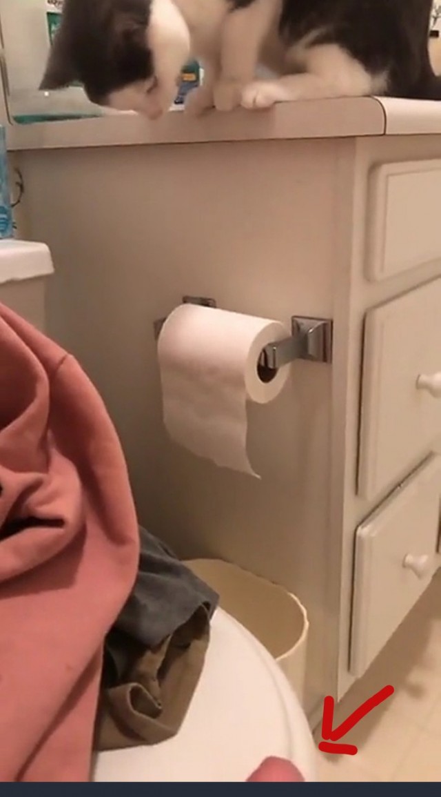 Кот перфекционист
