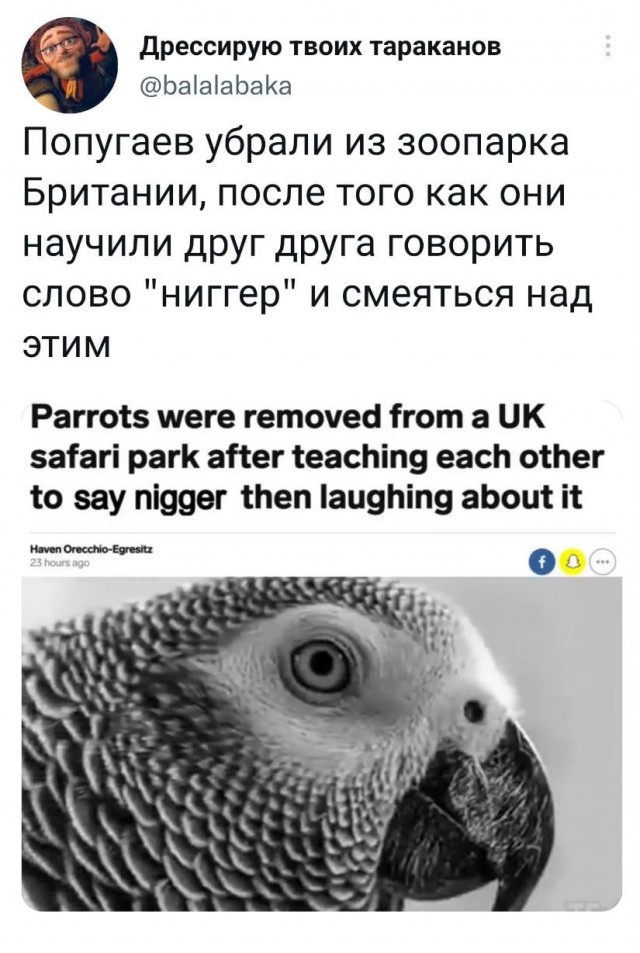 Птицы вооружены и очень опасны