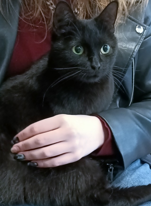 Прогнать кота невозможно